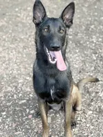 Maya, a female Belgian Malinois for sale in Oak Forest, IL – 3 of 6