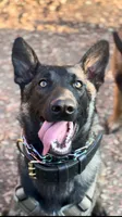 Maya, a female Belgian Malinois for sale in Oak Forest, IL – 6 of 6
