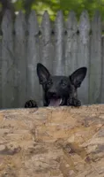 Maya, a female Belgian Malinois for sale in Oak Forest, IL – 5 of 6
