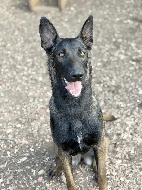 Maya – Belgian Malinois puppy for sale in Oak Forest, IL