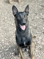 Maya, a female Belgian Malinois for sale in Oak Forest, IL – 1 of 6