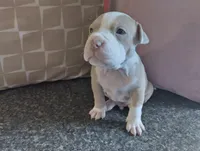 Baby Bear, a male American Bully for sale in Portsmouth, VA – Photo 3 of 5