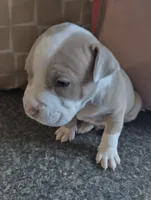 Baby Bear, a male American Bully for sale in Portsmouth, VA – Photo 4 of 5