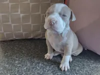 Baby Bear, a male American Bully for sale in Portsmouth, VA – Photo 2 of 5