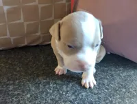 Baby Bear, a male American Bully for sale in Portsmouth, VA – Photo 5 of 5