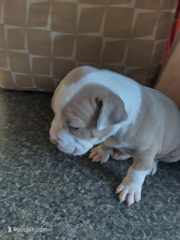 Baby Bear – American Bully puppy for sale in Portsmouth, VA