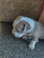 Baby Bear, a male American Bully for sale in Portsmouth, VA – Photo 1 of 5