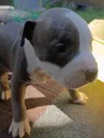 Bear, a male American Pit Bull Terrier for sale in Portsmouth, VA – 2 of 4
