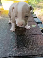 Lola, a female American Pit Bull Terrier for sale in Portsmouth, VA – 2 of 5
