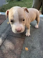 Sophie, a female American Pit Bull Terrier for sale in Portsmouth, VA – 3 of 6