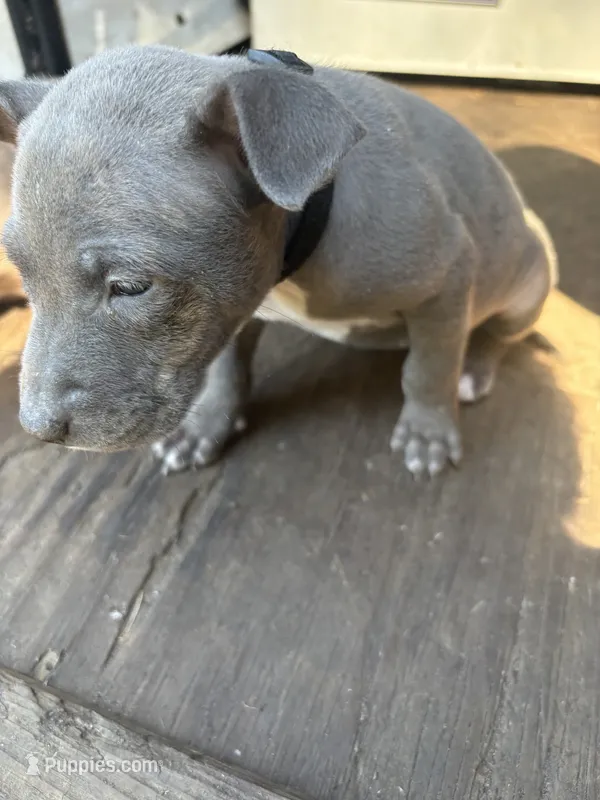 Lindsey – American Pit Bull Terrier puppy for sale in Portsmouth, VA
