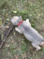 Lola, a female American Pit Bull Terrier for sale in Portsmouth, VA – 1 of 6