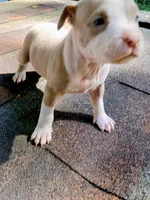 Lola, a female American Pit Bull Terrier for sale in Portsmouth, VA – 5 of 5