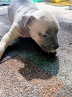 Sarah, a female American Pit Bull Terrier for sale in Portsmouth, VA – 2 of 4