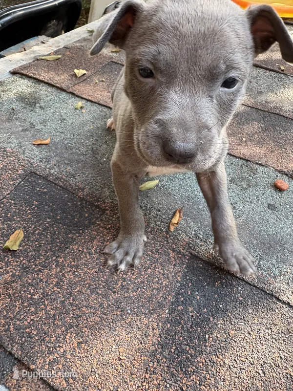 Brooke – American Pit Bull Terrier puppy for sale in Portsmouth, VA