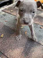 Brooke, a female American Pit Bull Terrier for sale in Portsmouth, VA – 2 of 4