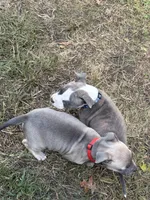 Lola, a female American Pit Bull Terrier for sale in Portsmouth, VA – 6 of 6