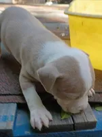 Lola, a female American Pit Bull Terrier for sale in Portsmouth, VA – 3 of 5