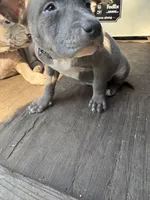 Lily, a female American Pit Bull Terrier for sale in Portsmouth, VA – 3 of 10