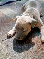 Sarah, a female American Pit Bull Terrier for sale in Portsmouth, VA – 3 of 4