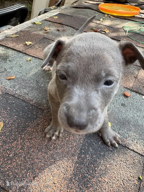 Brooke – American Pit Bull Terrier puppy for sale in Portsmouth, VA