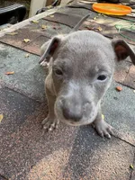 Brooke, a female American Pit Bull Terrier for sale in Portsmouth, VA – 1 of 4