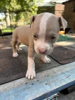Sophie, a female American Pit Bull Terrier for sale in Portsmouth, VA – 2 of 6