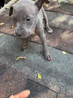 Brooke, a female American Pit Bull Terrier for sale in Portsmouth, VA – 4 of 4