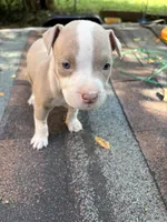 Sophie, a female American Pit Bull Terrier for sale in Portsmouth, VA – 5 of 6