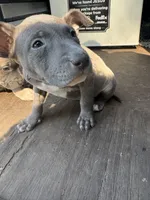 Lily, a female American Pit Bull Terrier for sale in Portsmouth, VA – 4 of 10
