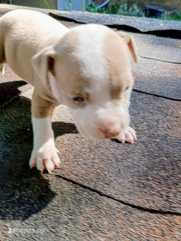 Lola – American Pit Bull Terrier puppy for sale in Portsmouth, VA