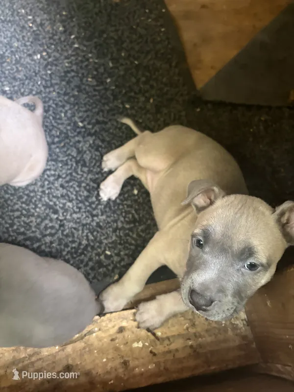 Sarah – American Pit Bull Terrier puppy for sale in Portsmouth, VA