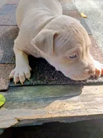 King, a male American Pit Bull Terrier for sale in Portsmouth, VA – 2 of 2