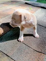 Lola, a female American Pit Bull Terrier for sale in Portsmouth, VA – 4 of 5