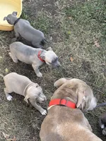 Lola, a female American Pit Bull Terrier for sale in Portsmouth, VA – 5 of 6