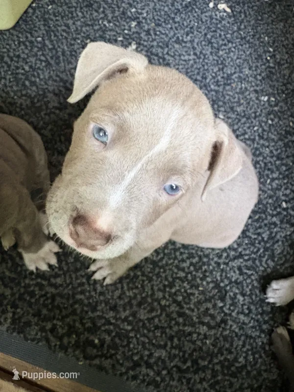 Lola – American Pit Bull Terrier puppy for sale in Portsmouth, VA