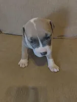 Chunky , a male American Bully and American Pit Bull Terrier for sale in Portsmouth, VA – Photo 1 of 5