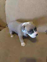 Chunky , a male American Bully and American Pit Bull Terrier for sale in Portsmouth, VA – Photo 4 of 5