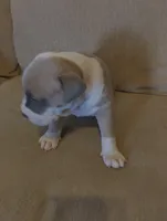 Chunky , a male American Bully and American Pit Bull Terrier for sale in Portsmouth, VA – Photo 2 of 5