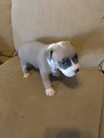 Chunky , a male American Bully and American Pit Bull Terrier for sale in Portsmouth, VA – Photo 3 of 5