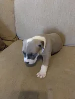 Chunky , a male American Bully and American Pit Bull Terrier for sale in Portsmouth, VA – Photo 5 of 5