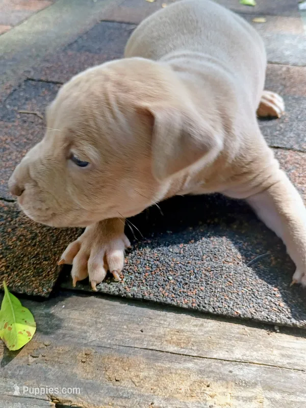 King – American Pit Bull Terrier puppy for sale in Portsmouth, VA