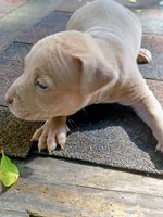 King, a male American Pit Bull Terrier for sale in Portsmouth, VA – 1 of 2