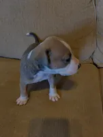 Baby Blue , a male American Bully and American Pit Bull Terrier for sale in Portsmouth, VA – Photo 3 of 5