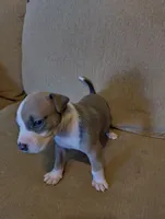 Baby Blue , a male American Bully and American Pit Bull Terrier for sale in Portsmouth, VA – Photo 5 of 5