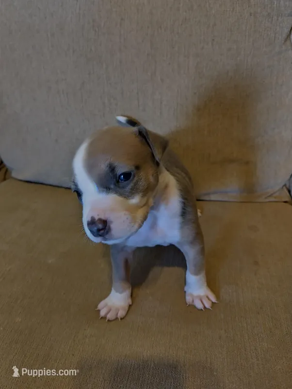 Baby Blue  – American Bully, American Pit Bull Terrier puppy for sale in Portsmouth, VA