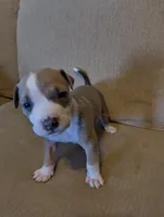 Baby Blue , a male American Bully and American Pit Bull Terrier for sale in Portsmouth, VA – Photo 2 of 5