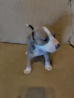 Baby Blue , a male American Bully and American Pit Bull Terrier for sale in Portsmouth, VA – Photo 4 of 5