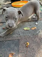 Brooke, a female American Pit Bull Terrier for sale in Portsmouth, VA – 3 of 4