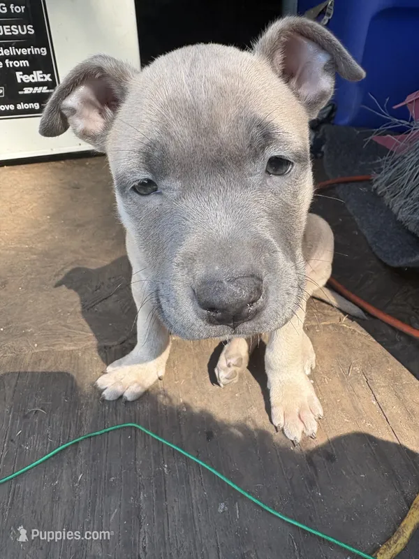 Lola – American Pit Bull Terrier puppy for sale in Portsmouth, VA